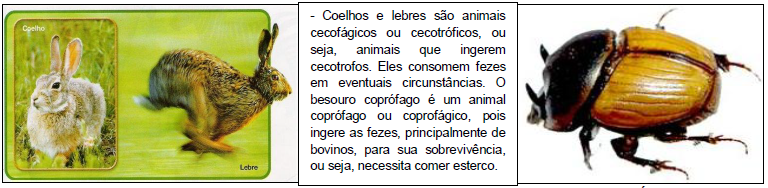 coelho